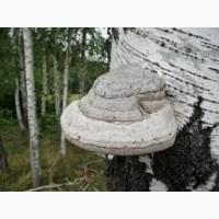 Продам трутовик справжній, листяний
