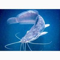 Продам живого, сертифікованого кларієвого сома з акваферми