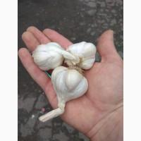 Продам яровой чеснок (ярий часник)