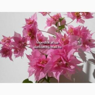 Бугенвиллия Double Pink(махровая розовая)), бугенвиллея