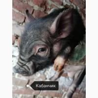 Продам в#039;єтнамські поросята
