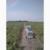 Продам томат сливку в качестве