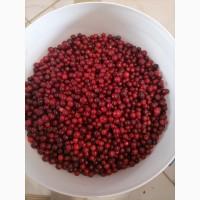 Продам Брусника Карпати