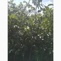 Продам трехлетние саженцы ореха (крупномер)