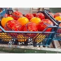 Апельсини Єгипет