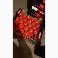 Продам помидор