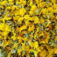 Квіти кульбаби сушені