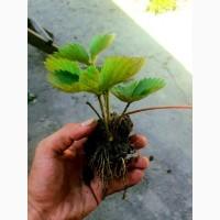 Полуниці саджанці 2023