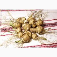 Топінамбур відбірний Великий митий для Їжі / для Посадки/ від Діабету НА ОСЕНЬ