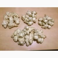 Топінамбур відбірний Великий митий для Їжі / для Посадки/ від Діабету НА ОСЕНЬ