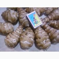 Топінамбур відбірний Великий митий для Їжі / для Посадки/ від Діабету НА ОСЕНЬ