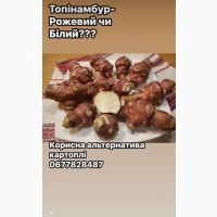 Топінамбур СОРТОВИЙ відбірний Великий митий для Їжі / для Посадки/ від Діабету ЕКО