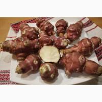 Топінамбур відбірний Великий митий для Їжі / для Посадки/ від Діабету НА ОСЕНЬ