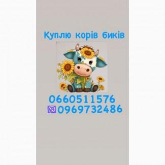 Куплю корів куплю биків