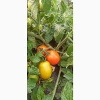Продам помідори