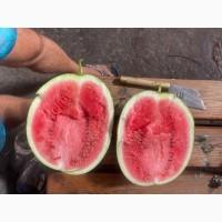 Продам кавун