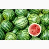 Куплю кавун опт