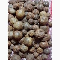Продам прополіс. 1600грн./кг