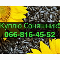 На постійній основі закуповую Соняшник у будь якому обсязі