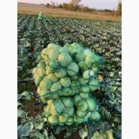 Куплю Капусту ОПТ Україн
