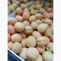 Продам отличный абрикос