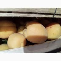 Продам отличный абрикос
