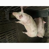 Свині відгодівля