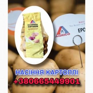 ПРОДАЖ насіннєвої картоплі, роздріб від 5 кг, всі сорти