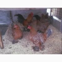 Яйце на інкубацію.Курчат. Мільфлер біле золото, фарфоровий