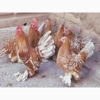 Яйце на інкубацію.Курчат. Мільфлер біле золото, фарфоровий