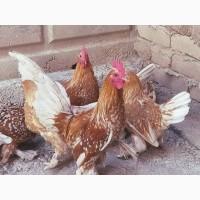 Яйце на інкубацію.Курчат. Мільфлер біле золото, фарфоровий