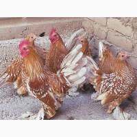 Яйце на інкубацію.Курчат. Мільфлер біле золото, фарфоровий