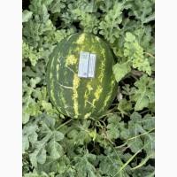 Продам Кавун сорт Талісман