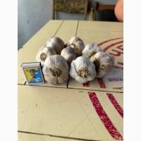 Продам часник Любаша