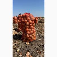 Продам цибулю Медуза F1