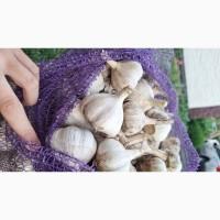 Продам Часник