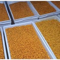 Продам свіжоморожену обліпиху