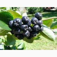 Куплю аронію свіжу