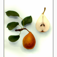 Куплю грушу на переробку (дичку, нестандарт)