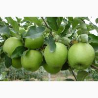 Закуповуємо яблука сорту Гренні Сміт - оптом від 10 тонн