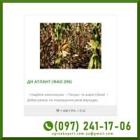Насіння від виробника - Кукурудза ДН Атлант (2025го року)