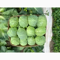Продам капусту пізьніх сортів