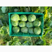 Продам капусту пізьніх сортів