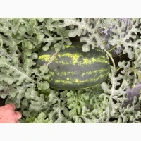 Продам кавун без хімії