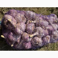 Продам товарний часник сорту Любаша
