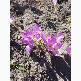 Пізньоцвіт, колхикум, осінній крокус. Цибулини