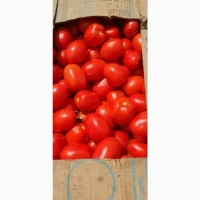 Продам товарний помідор