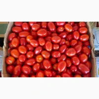Продам товарний помідор