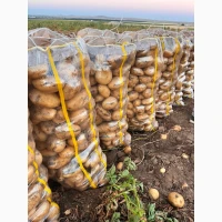 Продам картофель на Экспорт