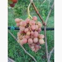 Продам виноград аркадія, лівія, ландиш